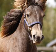 Elding von Heidmoor a